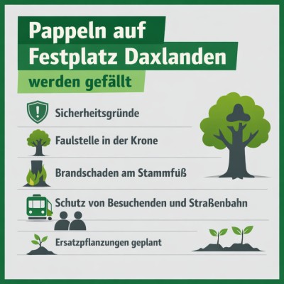 Zwei Pappeln auf dem Festplatz Daxlanden werden gefällt